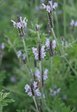 Лаванда многолистная «Мятный лёд» (Lavandula multifida)