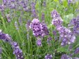 Лаванда «Прованс» (Lavandula × intermedia ‘Provence’)