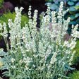 Лаванда узколистная «Элеганс Сноу» (Lavandula angustifolia ‘Elegance Snow’)