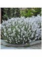 Лаванда узколистная «Снежный колос» (Lavandula angustifolia)
