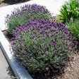 Лаванда узколистная «Баттерфляй» (Lavandula angustifolia ‘Butterfly’)