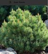 Сосна горная Мугус (Pinus mugo Mughus)