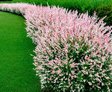 Ива Хакуро Нишики (Salix integra Hakuro Nishiki)