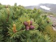 Сосна кедровый стланик (Pinus pumila)
