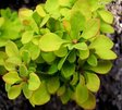 Барбарис тунберга «Бонанза Голд» (Berberis thunbergii ‘Bonanza Gold’)