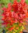 Барбарис Тунберга «Оранж Айс» (Berberis thunbergii ‘Orange Ice’)