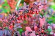 Барбарис Тунберга «Атропурпуреа» (Berberis thunbergii ‘Atropurpurea’)