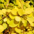 Барбарис Тунберга «Ауреа» (Berberis thunbergii ‘Aurea’)