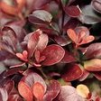 Барбарис Тунберга «Атропурпуреа Нана» (Berberis thunbergii ‘Atropurpurea Nana’)