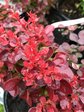 Барбарис Тунберга «Лютин Руж» (Berberis thunbergii ‘Lutin Rouge’)