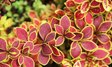 Барбарис Тунберга «Голден Ринг» (Berberis thunbergii ‘Golden Ring’)