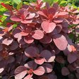 Барбарис Тунберга «Флоренс» (Berberis thunbergii ‘Florence’)