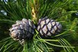 Кедр сибирский (сосна кедровая сибирская) (Pinus sibirica)