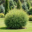 Ива пурпурная «Нана» (Salix purpurea ‘Nana’)