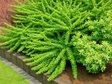 Барбарис Тунберга «Грин Карпет» (Berberis thunbergii ‘Green Carpet’)