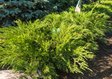 Можжевельник Пфитцера «Минт Джулеп» (Juniperus × pfitzeriana ‘Mint Julep’)