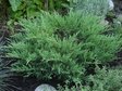 Можжевельник горизонтальный «Андорра Компакт» (Juniperus horizontalis ‘Andorra Compact’)