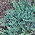 Можжевельник горизонтальный «Блю Чип» (Juniperus horizontalis ‘Blue Chip’)